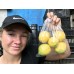 NEW SEASONS YEN BEN LEMONS  BAG OF 500 GRAMS GISBORNE Grown 